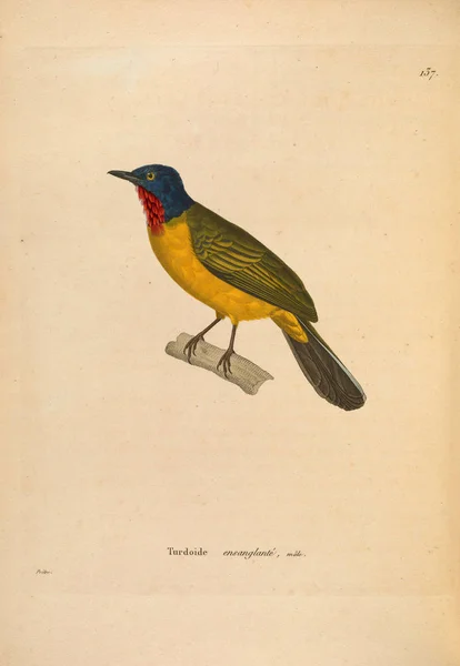 Иллюстрация Птицы Nouveau Recueil Planches Coloriees Oiseaux 1850 — стоковое фото