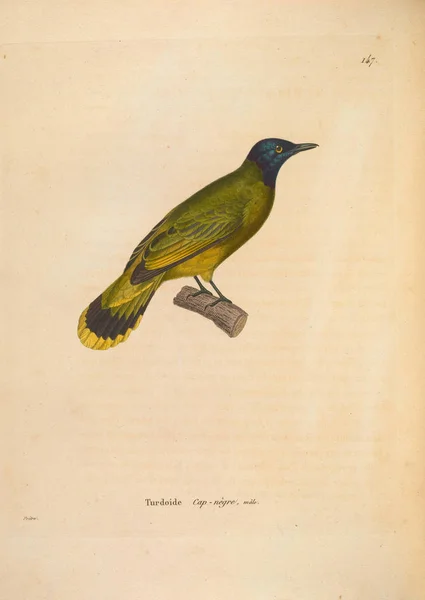 Иллюстрация Птицы Nouveau Recueil Planches Coloriees Oiseaux 1850 — стоковое фото