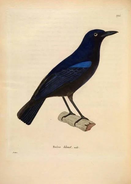 Illustration Eines Vogels Nouveau Recueil Planches Coloriees Oiseaux 1850 — Stockfoto