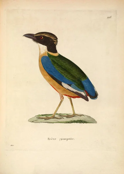 Illustration Eines Vogels Nouveau Recueil Planches Coloriees Oiseaux 1850 — Stockfoto