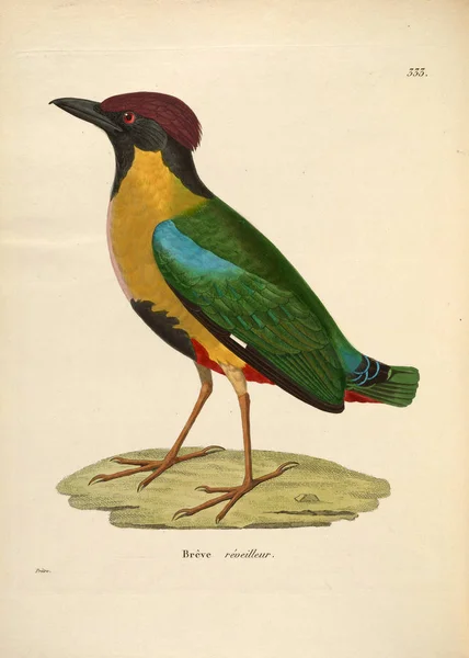 Illustration Oiseau Nouveau Recueil Planches Coloriees Oiseaux 1850 — Photo