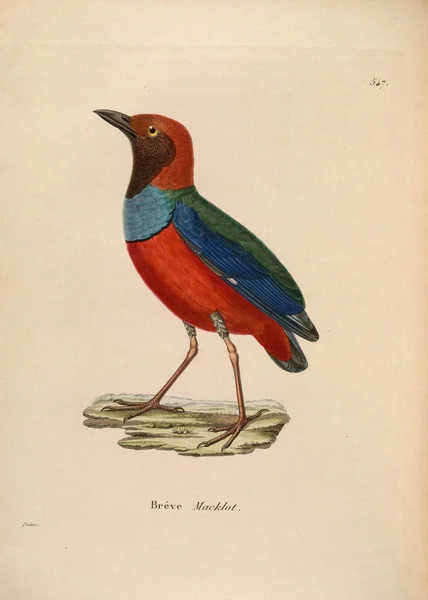 Illustratie Van Een Vogel Nouveau Recueil Planches Coloriees Oiseaux 1850 — Stockfoto