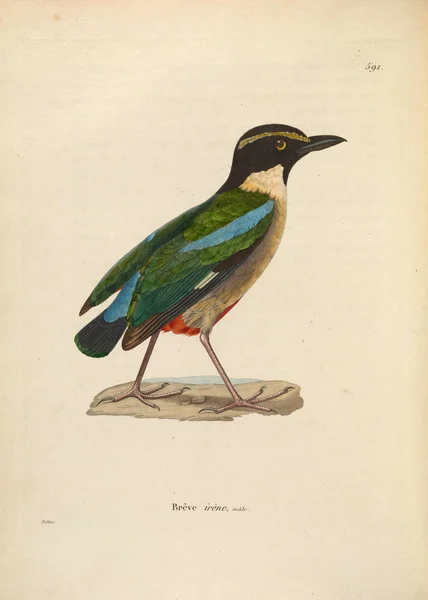 Bir Kuş Tasviri Yeni Ahşap Recueil Planches Coloriees Oiseaux 1850 — Stok fotoğraf