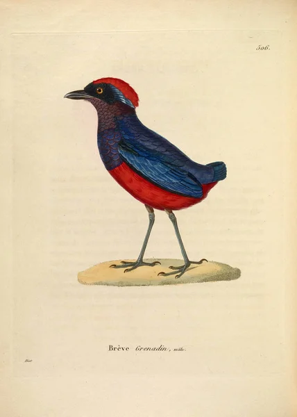 Иллюстрация Птицы Nouveau Recueil Planches Coloriees Oiseaux 1850 — стоковое фото