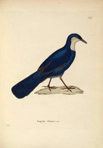 Bir Kuş Tasviri Yeni Ahşap Recueil Planches Coloriees Oiseaux 1850 — Stok fotoğraf