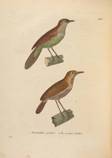 Illustration Eines Vogels Nouveau Recueil Planches Coloriees Oiseaux 1850 — Stockfoto