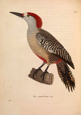 Kuş tasviri. Yeni ahşap recueil de planches coloriees d 'oiseaux 1850