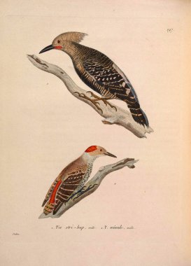 Kuş tasviri. Yeni ahşap recueil de planches coloriees d 'oiseaux 1850