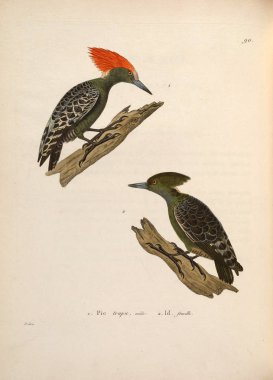 Kuş tasviri. Yeni ahşap recueil de planches coloriees d 'oiseaux 1850