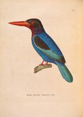 Kingfisher. Yeni ahşap recueil de planches coloriees d 'oiseaux 1850