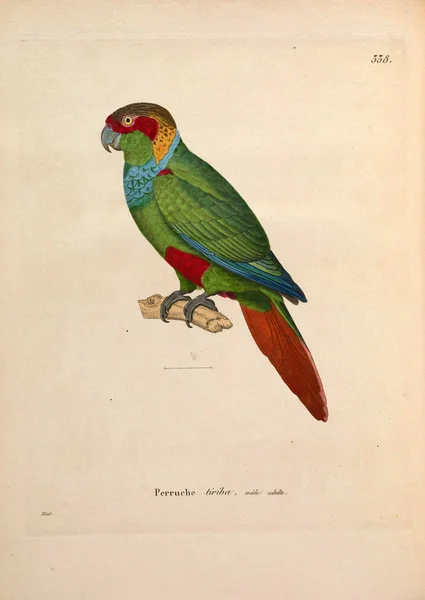 Попугай Nouveau Recueil Planches Coloriees Oiseaux 1850 — стоковое фото