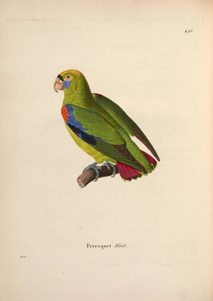Papağan Yeni Ahşap Recueil Planches Coloriees Oiseaux 1850 — Stok fotoğraf