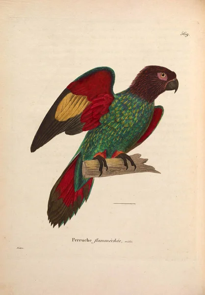 Papagei Nouveau Recueil Planches Coloriees Oiseaux 1850 — Stockfoto