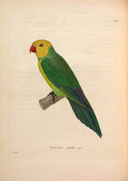 Papağan Yeni Ahşap Recueil Planches Coloriees Oiseaux 1850 — Stok fotoğraf