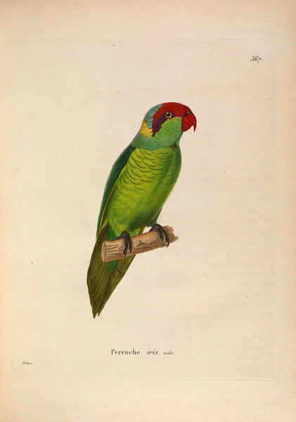 Papagei Nouveau Recueil Planches Coloriees Oiseaux 1850 — Stockfoto