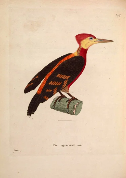 Ilustração Pássaro Nouveau Recueil Planches Coloriees Oiseaux 1850 — Fotografia de Stock