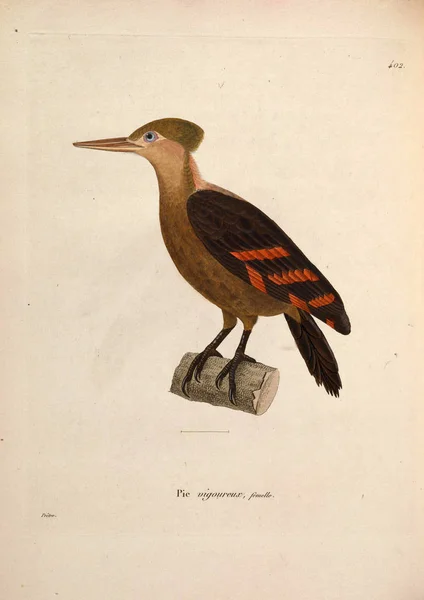Εικονογράφηση Πουλιού Nouveau Recueil Planches Coloriees Oiseaux 1850 — Φωτογραφία Αρχείου