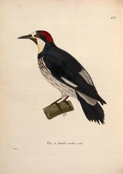 Illustration Des Vogels Nouveau Recueil Planches Coloriees Oiseaux 1850 — Stockfoto