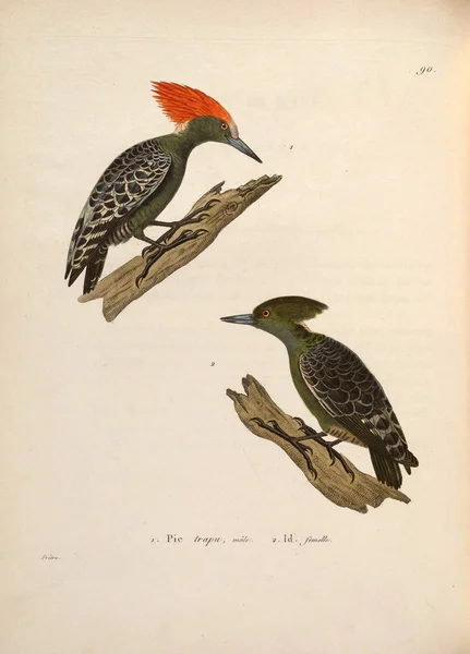 봅시다 Nouveau Recueil Planches Coloriees Doiseaux 1850 — 스톡 사진