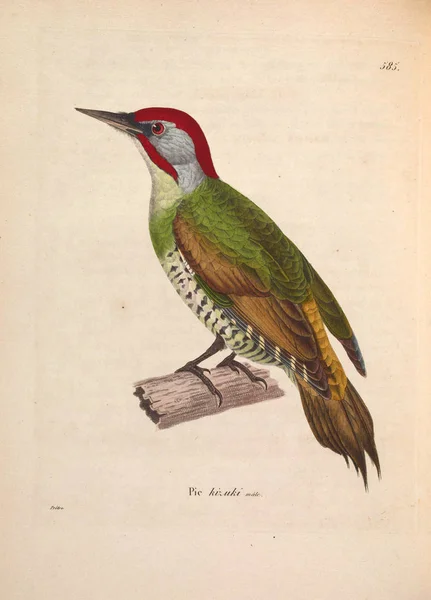 Kuş Tasviri Yeni Ahşap Recueil Planches Coloriees Oiseaux 1850 — Stok fotoğraf