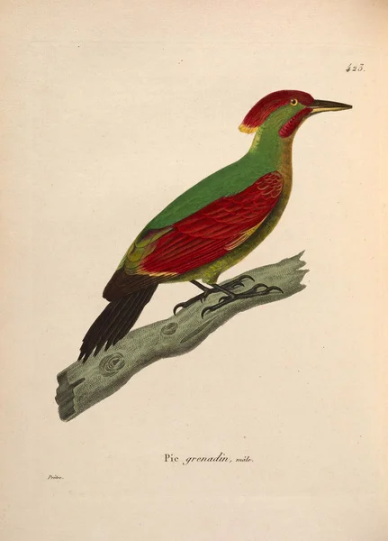 Illustration Des Vogels Nouveau Recueil Planches Coloriees Oiseaux 1850 — Stockfoto