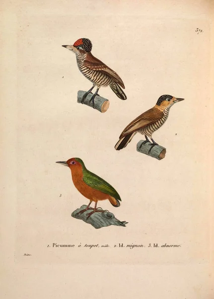 Illustration Bird Nouveau Recueil Planches Coloriees Oiseaux 1850 — Stock Photo, Image