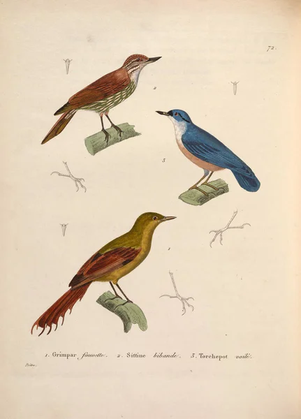 Μοχόιντς Nouveau Recueil Planches Coloriees Oiseaux 1850 — Φωτογραφία Αρχείου