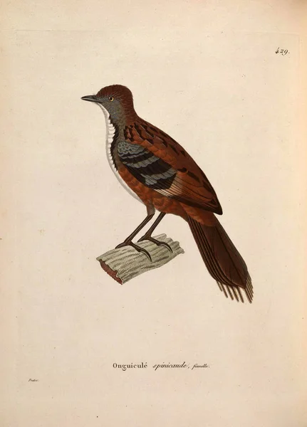 Μοχόιντς Nouveau Recueil Planches Coloriees Oiseaux 1850 — Φωτογραφία Αρχείου