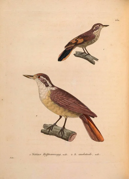 Μοχόιντς Nouveau Recueil Planches Coloriees Oiseaux 1850 — Φωτογραφία Αρχείου