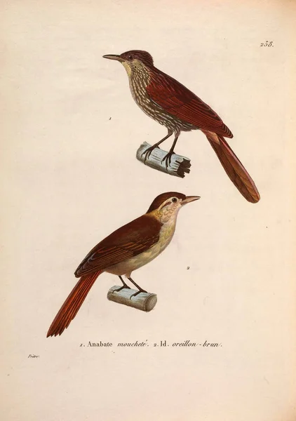 Mohoidae Yeni Ahşap Recueil Planches Coloriees Oiseaux 1850 — Stok fotoğraf