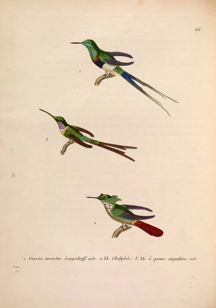 Иллюстрация Птиц Nouveau Recueil Planches Coloriees Oiseaux 1850 — стоковое фото