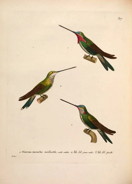 Εικονογράφηση Πουλιών Nouveau Recueil Planches Coloriees Oiseaux 1850 — Φωτογραφία Αρχείου