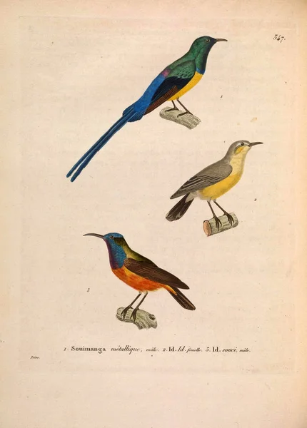 Illustrazione Degli Uccelli Nouveau Recueil Planches Coloriees Oiseaux 1850 — Foto Stock