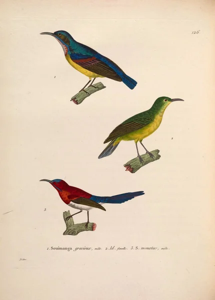 Ilustração Aves Nouveau Recueil Planches Coloriees Oiseaux 1850 — Fotografia de Stock