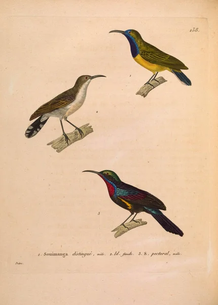 Kuşların Tasviri Yeni Ahşap Recueil Planches Coloriees Oiseaux 1850 — Stok fotoğraf