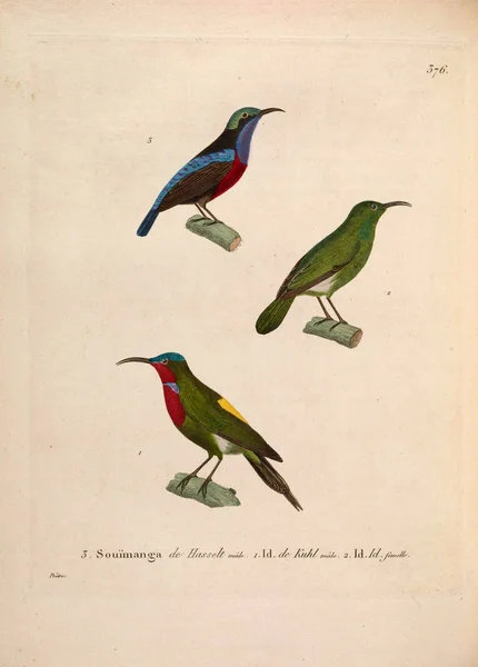 Kuşların Tasviri Yeni Ahşap Recueil Planches Coloriees Oiseaux 1850 — Stok fotoğraf