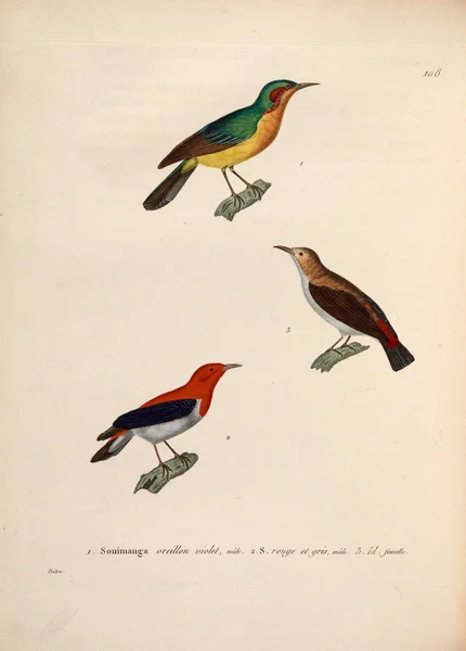Εικονογράφηση Πουλιών Nouveau Recueil Planches Coloriees Oiseaux 1850 — Φωτογραφία Αρχείου