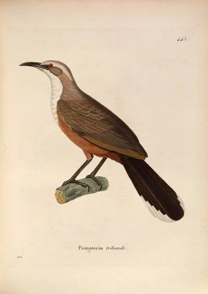 Kingfisher Nouveau Recueil Planches Coloriees Oiseaux 1850 — Fotografia de Stock
