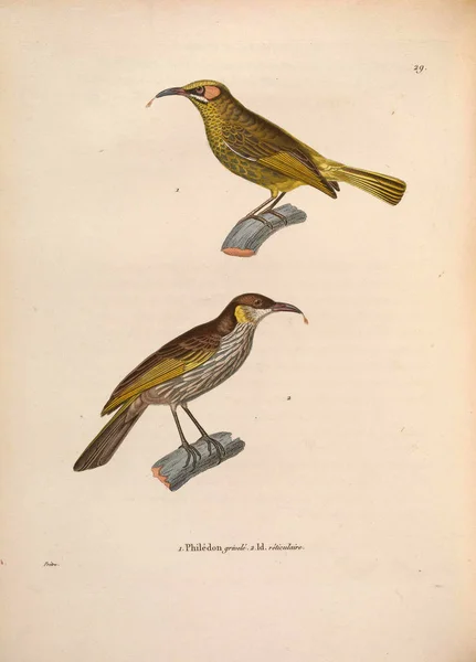 Mohoidae Nouveau Recueil Planches Coloriees Oiseaux 1850 — Stockfoto