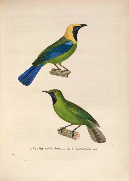 Mohoidae Nouveau Recueil Planches Coloriees Oiseaux 1850 — Stockfoto