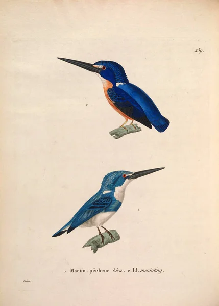 Martin Pêcheur Nouveau Recueil Planches Colorées Oiseaux 1850 — Photo