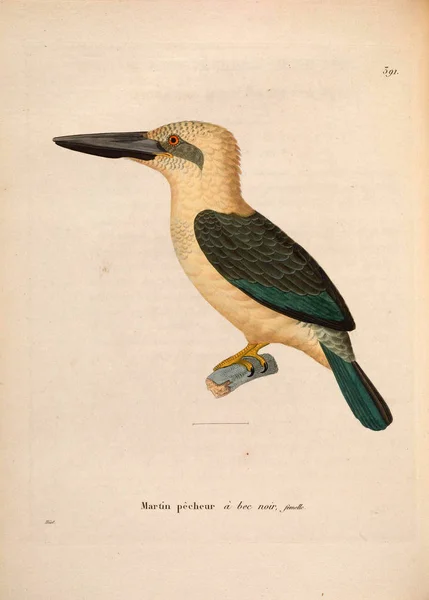 Kingfisher Nouveau Recueil Planches Coloriees Oiseaux 1850 — Stock Photo, Image