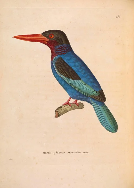 Kingfisher Nouveau Recthe Planches Coloriees Oiseaux 1850 — Stock fotografie