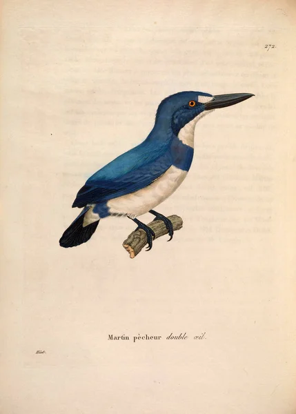 Κίνγκφισερ Nouveau Recueil Planches Coloriees Oiseaux 1850 — Φωτογραφία Αρχείου