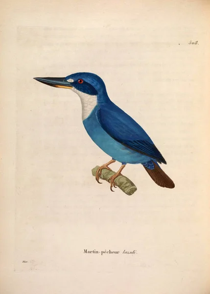 Κίνγκφισερ Nouveau Recueil Planches Coloriees Oiseaux 1850 — Φωτογραφία Αρχείου