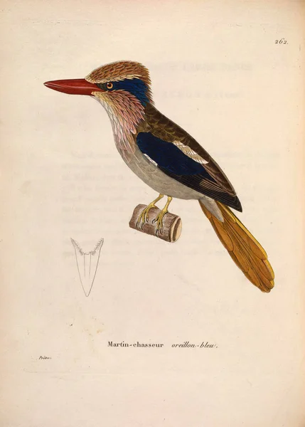 Κίνγκφισερ Nouveau Recueil Planches Coloriees Oiseaux 1850 — Φωτογραφία Αρχείου