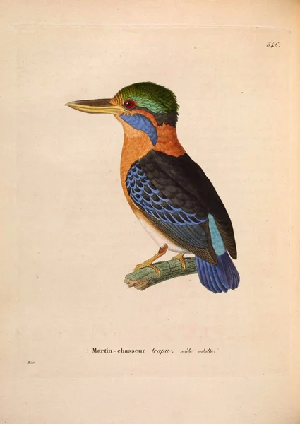 Кингфишер Nouveau Recueil Planches Coloriees Oiseaux 1850 — стоковое фото
