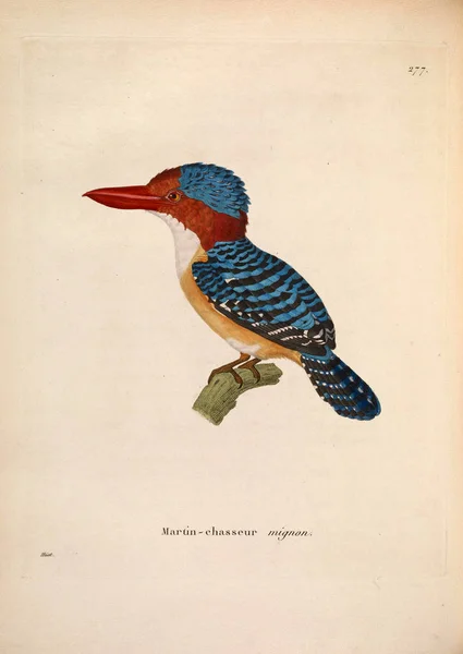 Ijsvogel Nouveau Recueil Planches Coloriees Oiseaux 1850 — Stockfoto