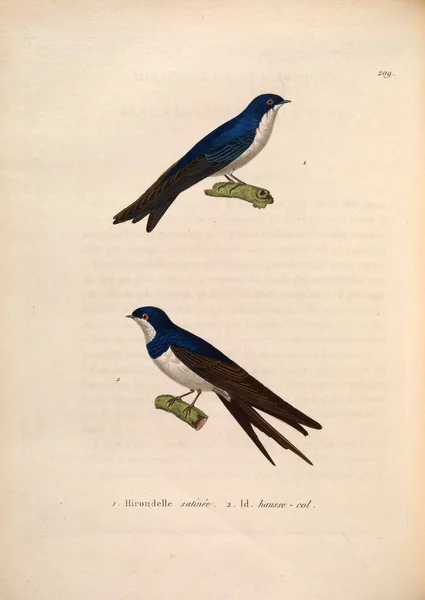Illustration Von Schwalben Nouveau Recueil Planches Coloriees Oiseaux 1850 — Stockfoto