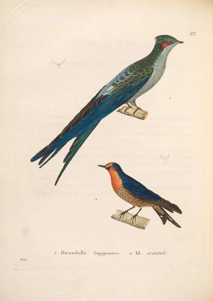 Kırlangıçların Tasviri Yeni Ahşap Recueil Planches Coloriees Oiseaux 1850 — Stok fotoğraf